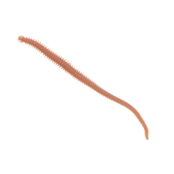Berkley Gulp Alive Nereis 15cm Silikon Yem - Berkley